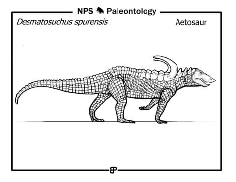 Aetosaur (Desmatosuchus Spurensis) Coloring Page